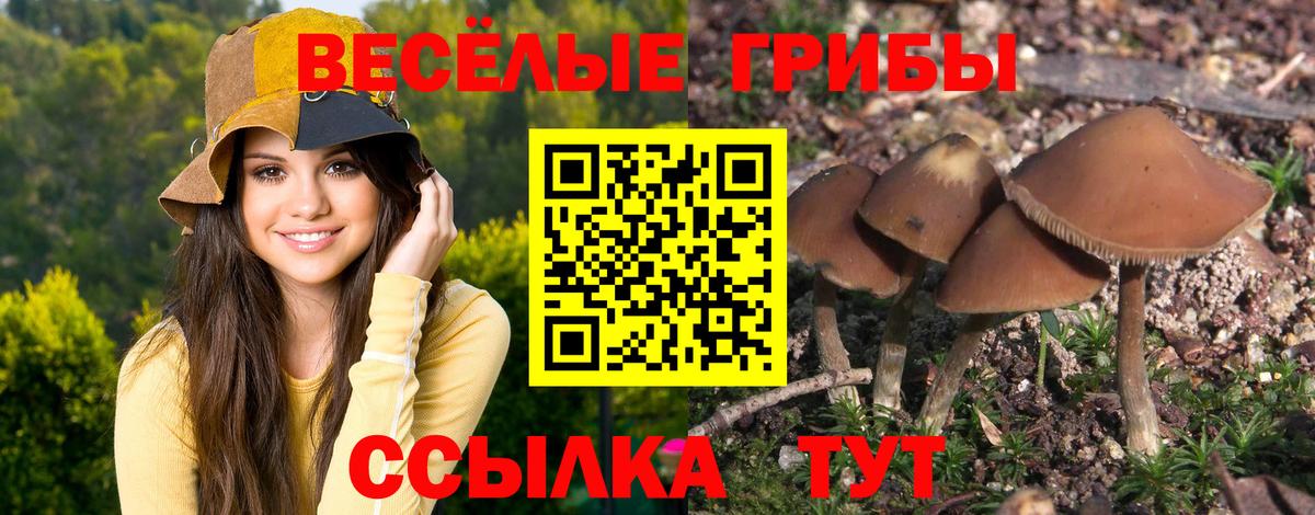 Протвино  Псилоцибиновые грибы прущие грибы  Вход с VPN 